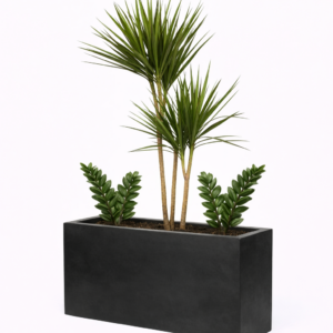 Bac végétalisé Dragonnier et Zamio