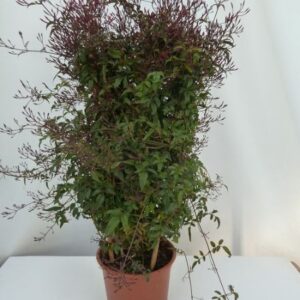 Jasminum polyanthum- Jasmin rose