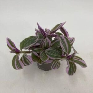 Mini Tradescantia albiflora ‘Rosa Sunrise’