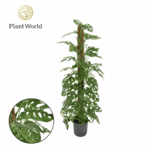 Monstera 'Monkey Leaf' tuteur coco