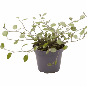 Mini Muehlenbeckia complexa