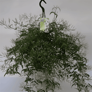 Jasminum polyanthum- Jasmin rose