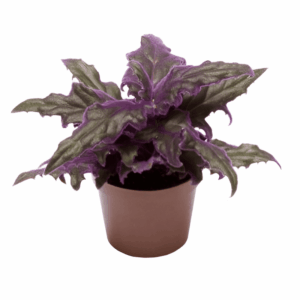 Mini Gynura aurantica