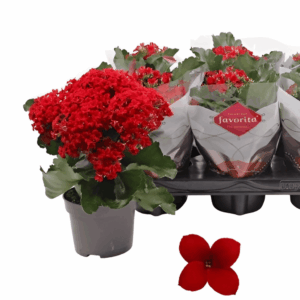 Mini Kalanchoe à floraison rouge