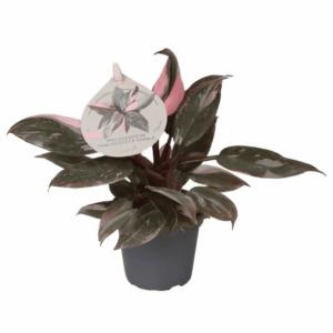 Philodendron Pink Prince