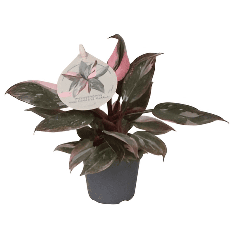 Philodendron Pink Prince