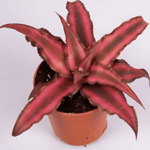 Mini Cryptanthus bivittatus ‘Red Star’