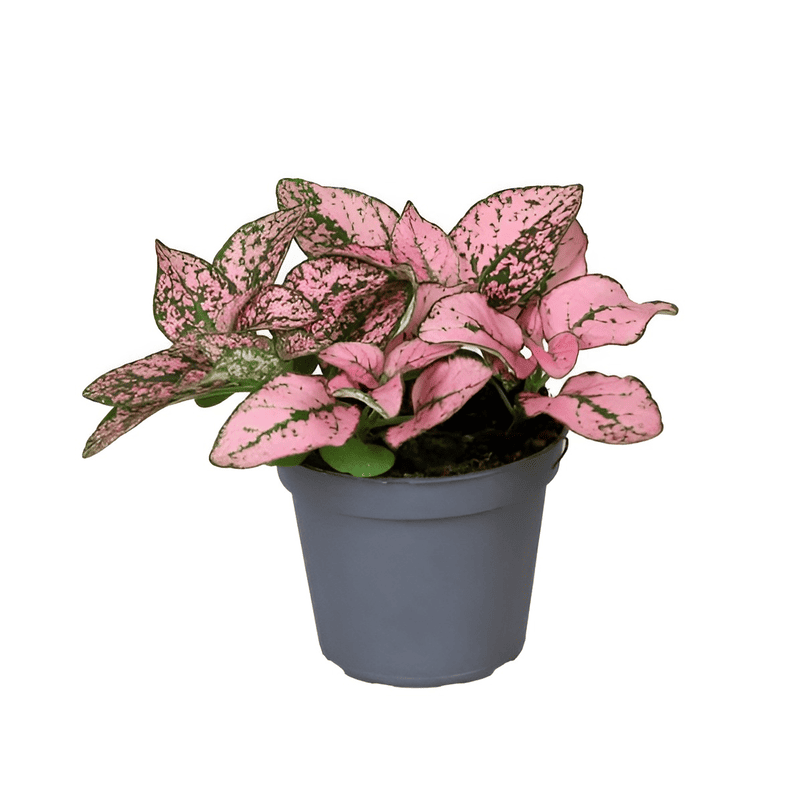 Mini Hypoestes phyllostachya ‘Pink