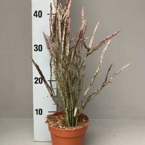 Cactus - Euphorbia platyclada