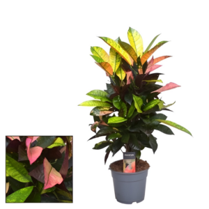 Croton Petra "Iceton"