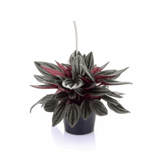 Mini Peperomia caperata