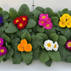Primula acaulis-Primevère des jardins