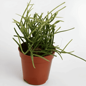 Mini Rhipsalis ‘Oasis