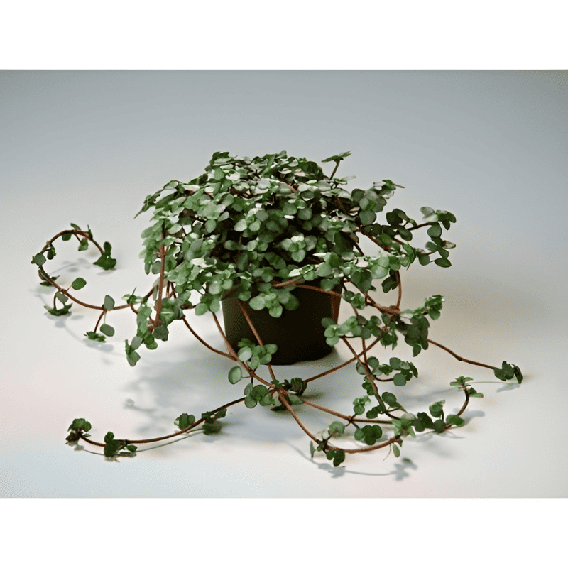 Mini Pilea nummularifolia