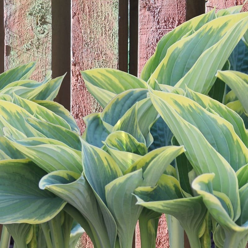 Hosta "First Frost"-Hosta