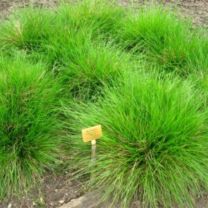 Deschampsia cespitosa -Canche