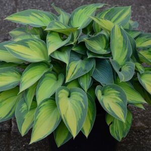 Hosta "June"-Hosta BIO