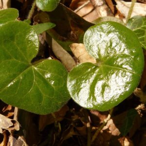 Asaret d'Europe - Asarum europaeum BIO
