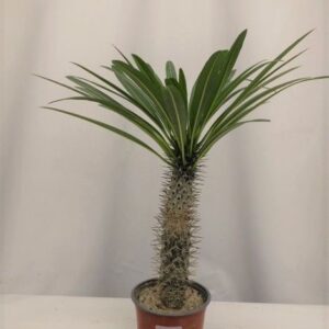 Palmier de Madagascar - Pachypodium lamerei