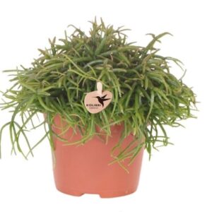 Rhipsalis ‘Oasis