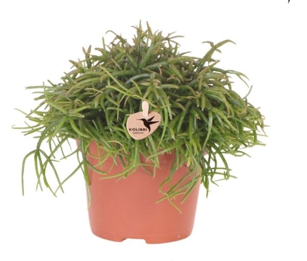 Rhipsalis ‘Oasis