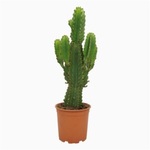 Cactus - Euphorbia ingens
