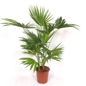Palmier éventail de Chine - Livistona chinensis