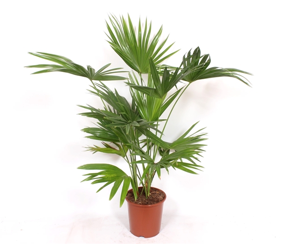 Palmier éventail de Chine - Livistona chinensis