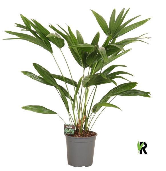 Palmier éventail de Chine - Livistona chinensis – Image 2