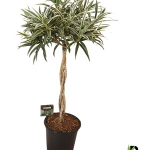 Dragonnier - Dracaena reflexa "Valentina"