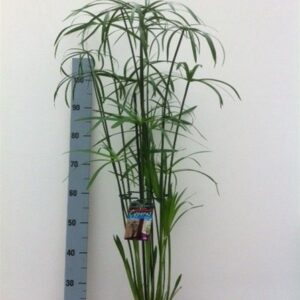 Souchet/Papyrus- Cyperus glaber