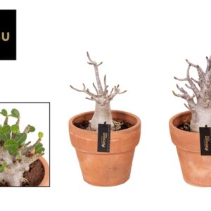 Adenium “Baobab” - Rose du désert dans ceramique