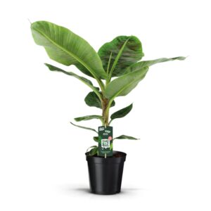 Bananier- Musa acuminata 'Dwarf Cavendish'