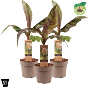 Bananier- Musa 'Ever Red
