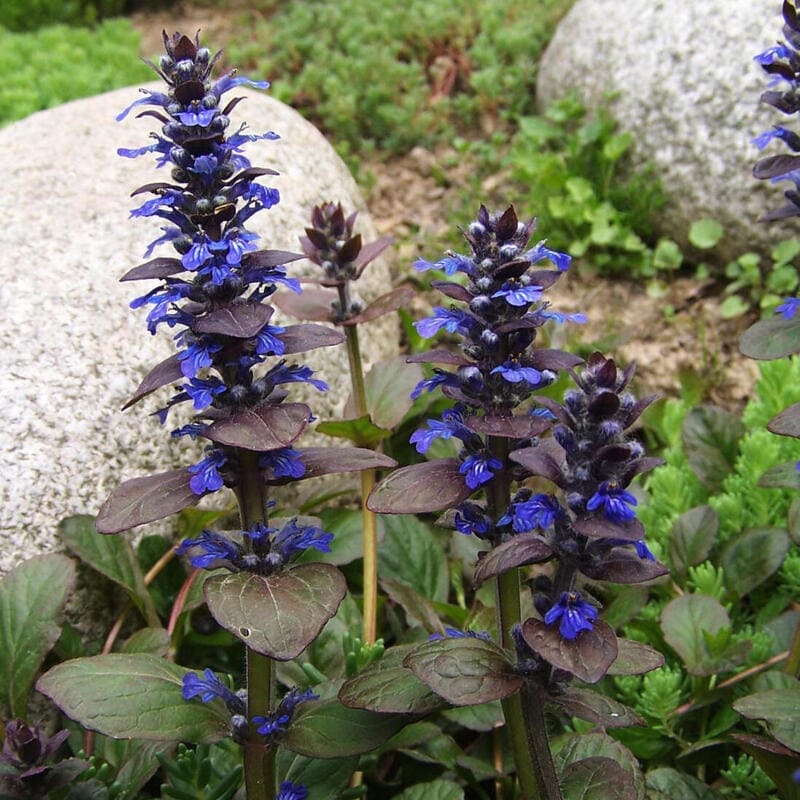 Bugle rampant - Ajuga reptans BIO