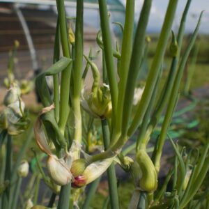 Ail rocambole- Allium cepa BIO