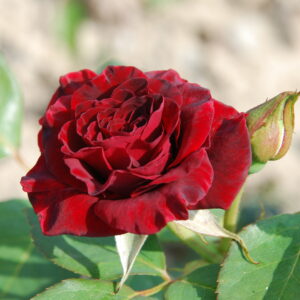 Rosier Black Baccara