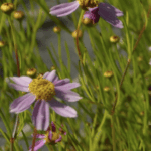 Coréopsis rose - Coreopsis BIO