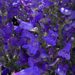 Penstemon 'Catherine de la Mare" BIO