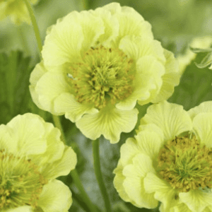 Benoîte 'Banana Daikiri' - Geum BIO