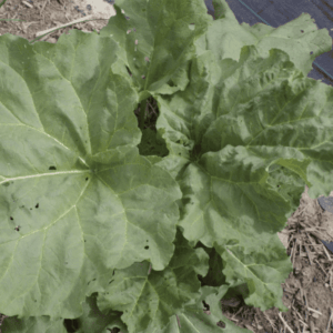 Rhubarbe  - Rheum rhabarbarum 'Victoria' BIO