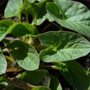 Bon-Henri - Chenopodium bonus-henricus   BIO