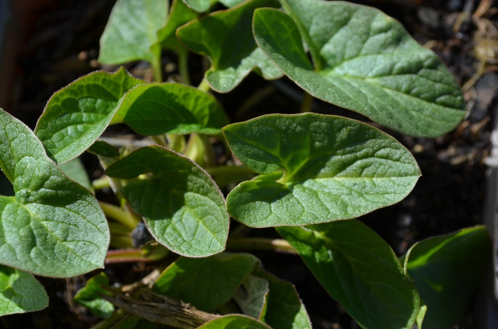 Bon-Henri - Chenopodium bonus-henricus BIO