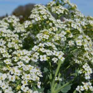 Chou marin- Crambe maritima BIO