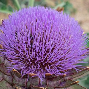 Artichaut- Cynara scolymus BIO