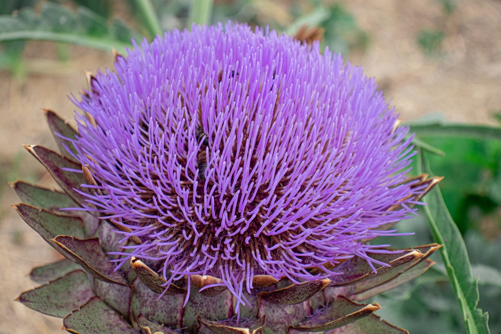 Artichaut- Cynara scolymus BIO
