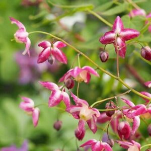 Epimède  - Epimedium rubrum BIO