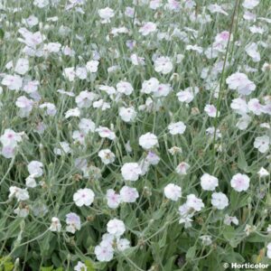 Coquelourde des jardins Blanche- Lychnis BIO