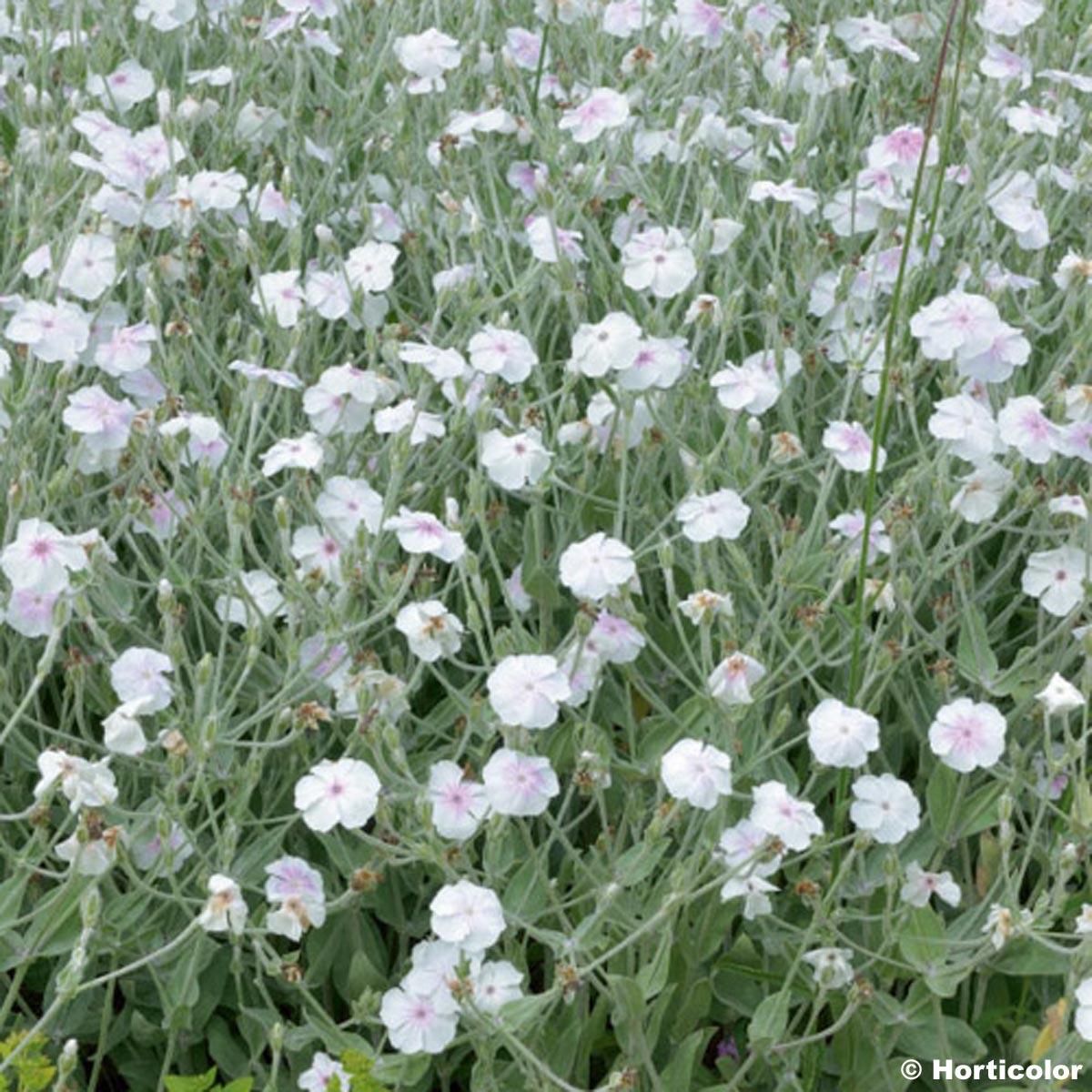Coquelourde des jardins Blanche- Lychnis BIO