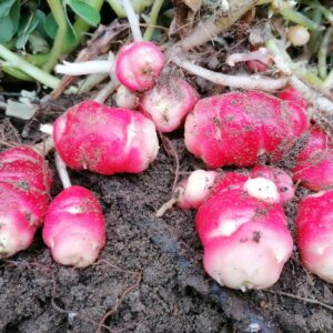 Oca du Pérou - Oxalis crenata BIO